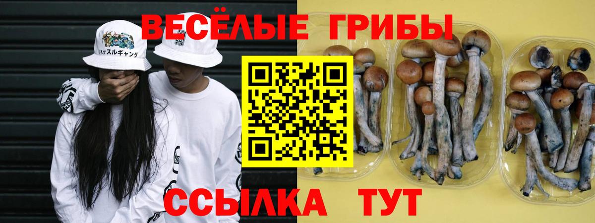 Псилоцибиновые грибы GOLDEN TEACHER  Галлюциногенные грибы мухоморы  Пугачёв  Вход с VPN 